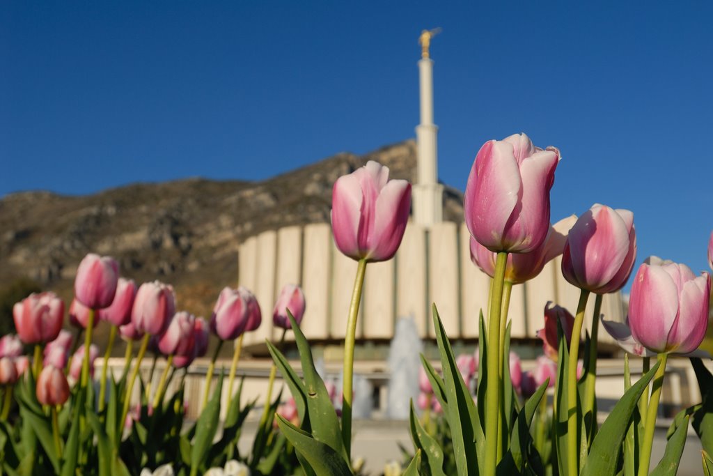 Provo Temple by jsudweeks