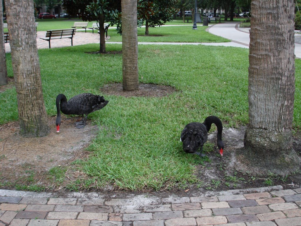 LAKE EOLA SWANS by AMERICAN EAGLE