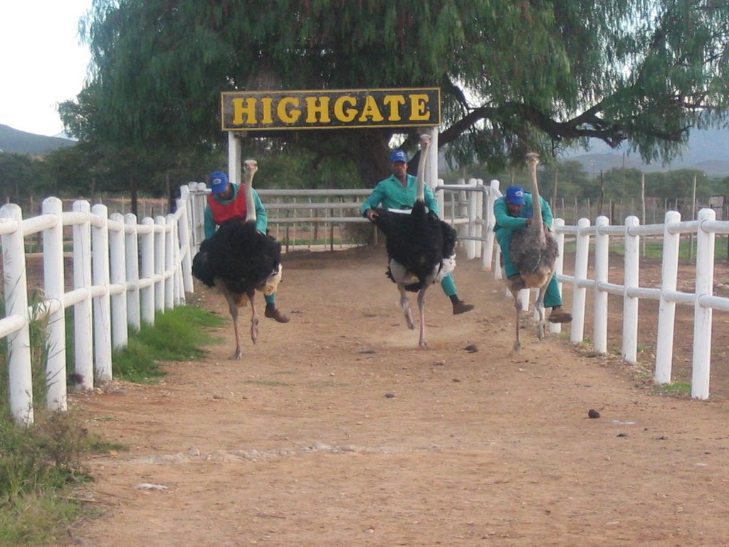 Ostrich race by debarre