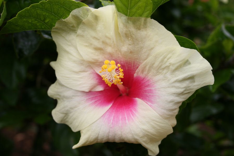 Hibiscus (Dole Plantation) by Arcticstone