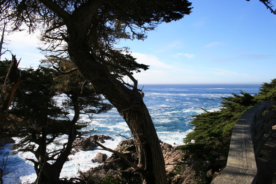 Cypress Point (Cypress Point) by Arcticstone