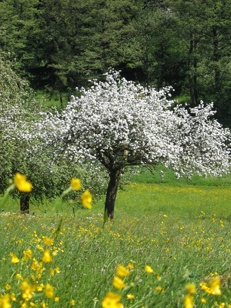 Streuobstwiese im Frühjahr bei Eulsbach im Odenwald by Wulf24