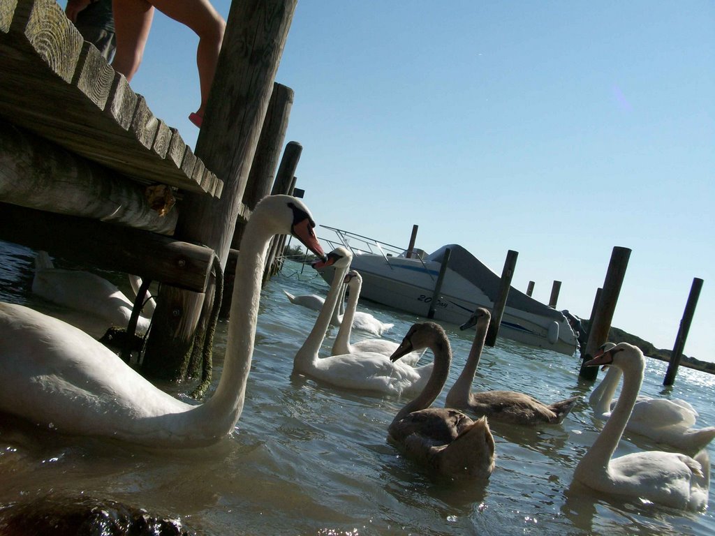 Caorle.gruppo di cigni affamati by Egidio Moretton