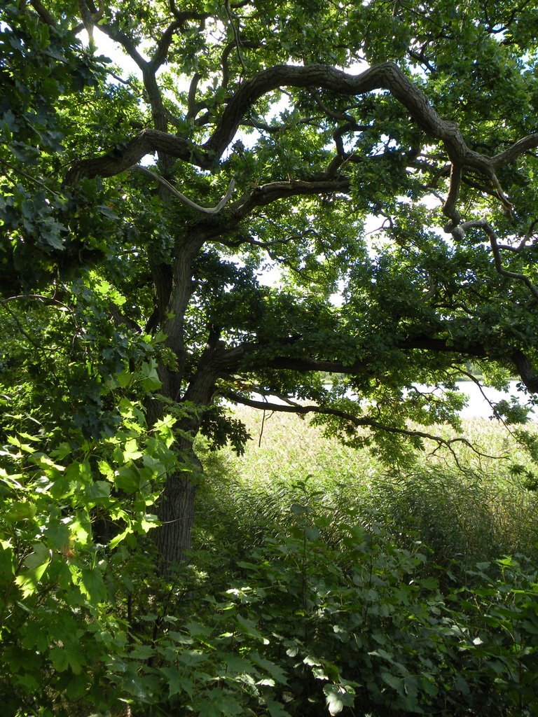 Late summer green by Spacebug