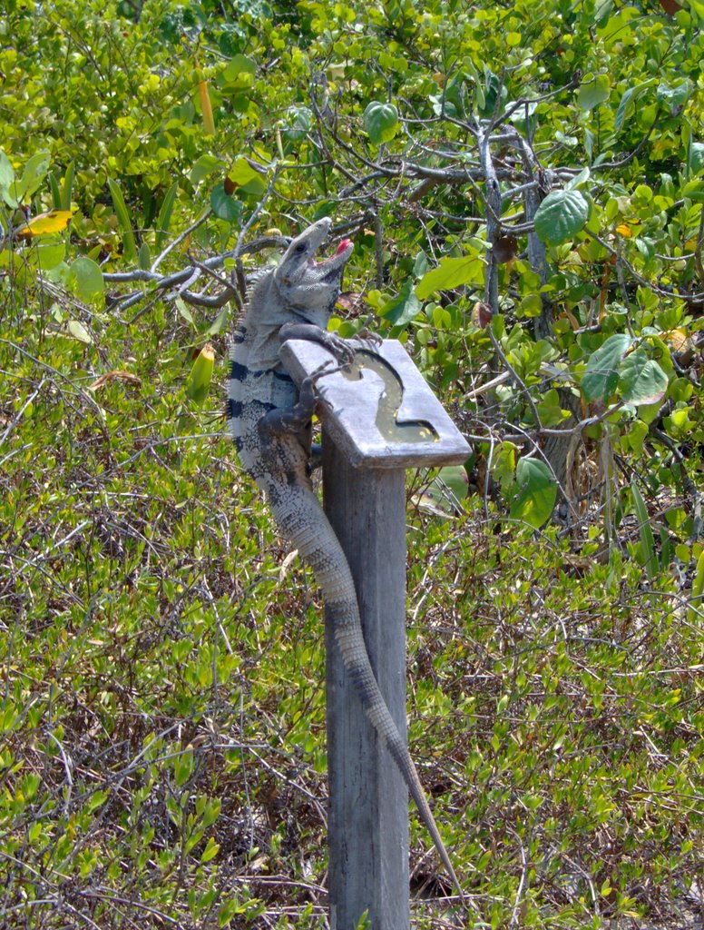 Tomando el sol- Isla Contoy by Vicente Maldonado Sá…