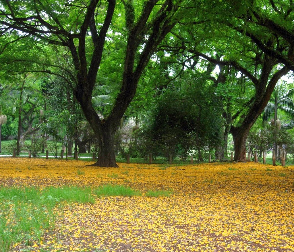 Universidade de São Paulo - campus - chuva de pétalas amarelas (USP - campus, yellow flower rain) by Ivano Gutz