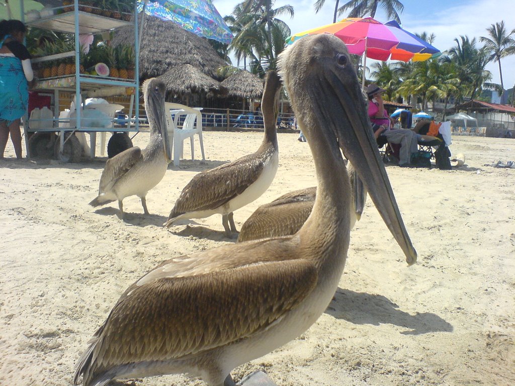 Pelican hungry by David Rogerio