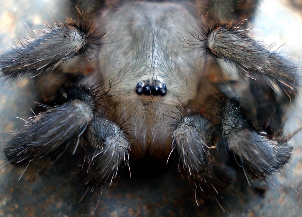 Aphonopelma crinirufum (Theraphosidae)..... "cute lill' baby" by Nona Yvette