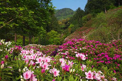 つつじ咲き乱れる花の谷。 by 絶景探検家ふく