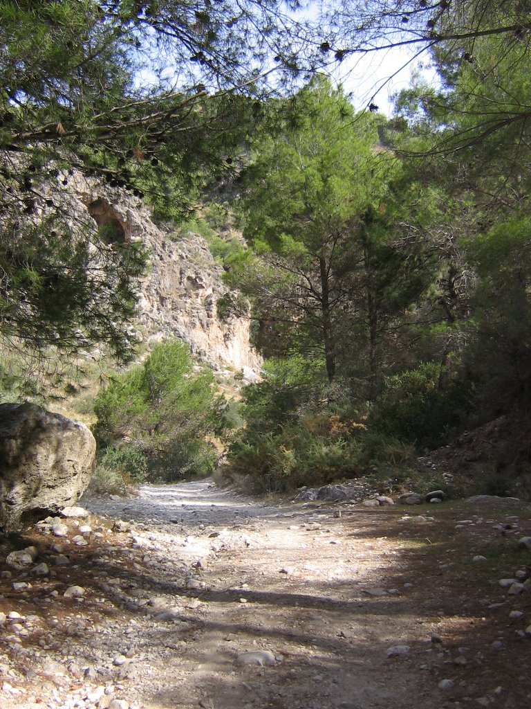 Bosque en Frigiliana by danidoblas