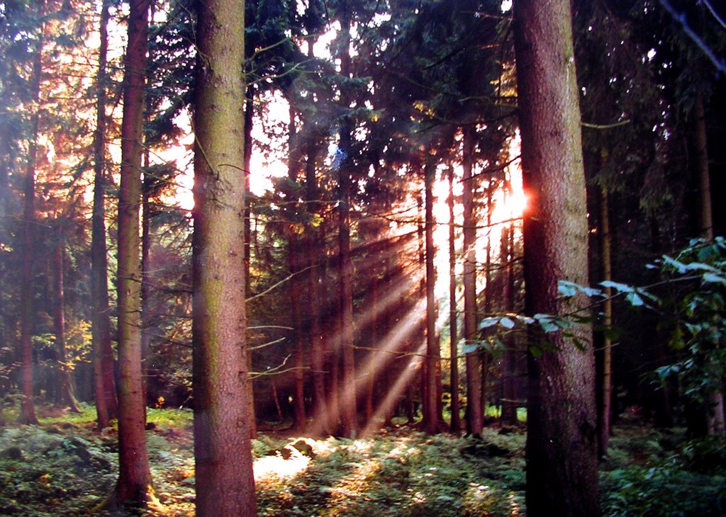 Sonnenstrahlen im Wald , N.Ö. Austria by Romina Marken