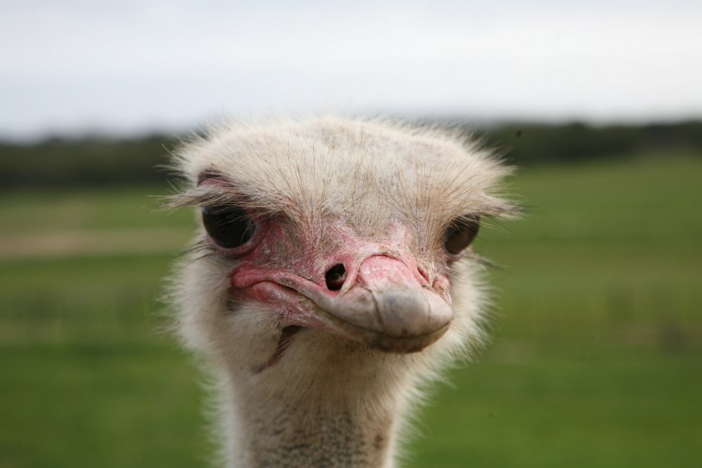 Ostrich in Westcoast Ostrich Farm, near Cape Town by desmet.geert