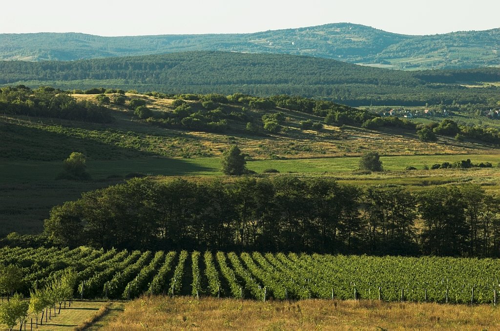 Wineyards in peninsula by Apu Jeno