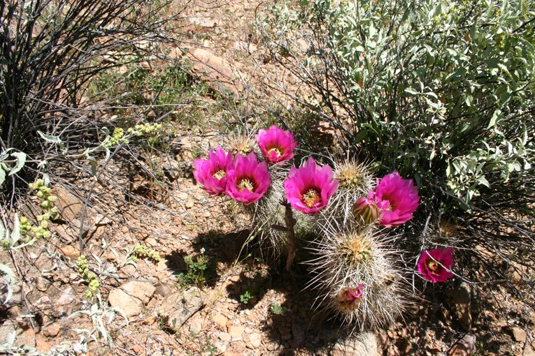 Hedgehog Cactus by old number 7