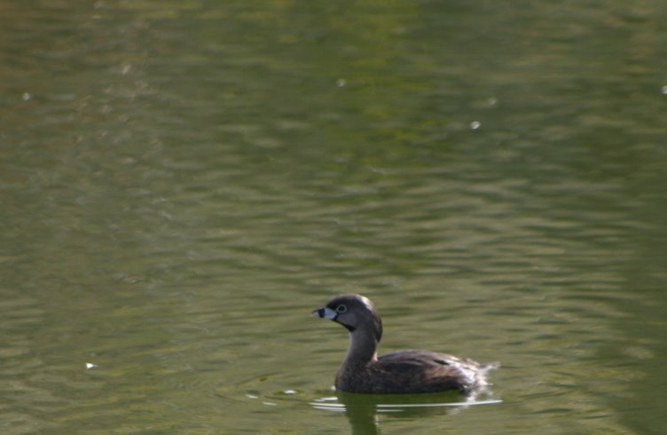 Pie-billed Grebe by old number 7