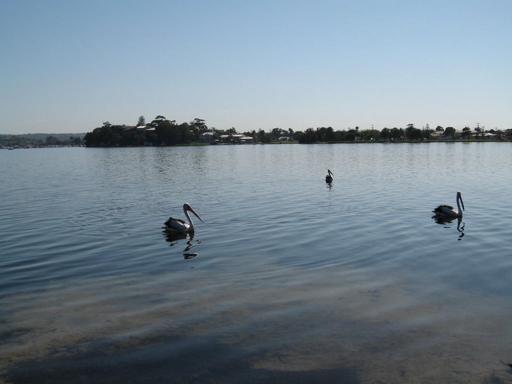 Pelicans on Lake Macquarie by bondi212