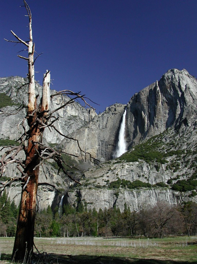 Yosemite Falls with Dead Sentinel by mikee58