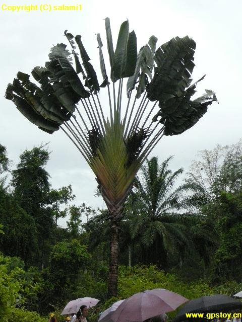 Mengla, Xishuangbanna, Yunnan, China by mataoan