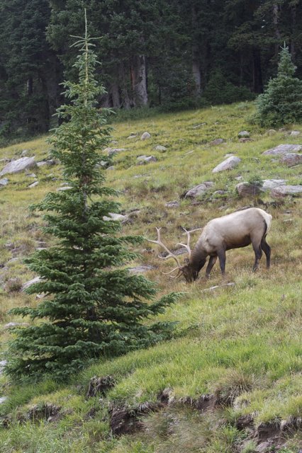 Bull Elk in Rocky Mountain National Park by nfnitloop