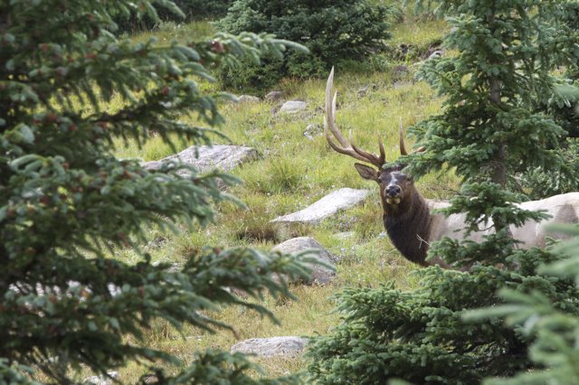 Bull Elk in Rocky Mountain National Park by nfnitloop