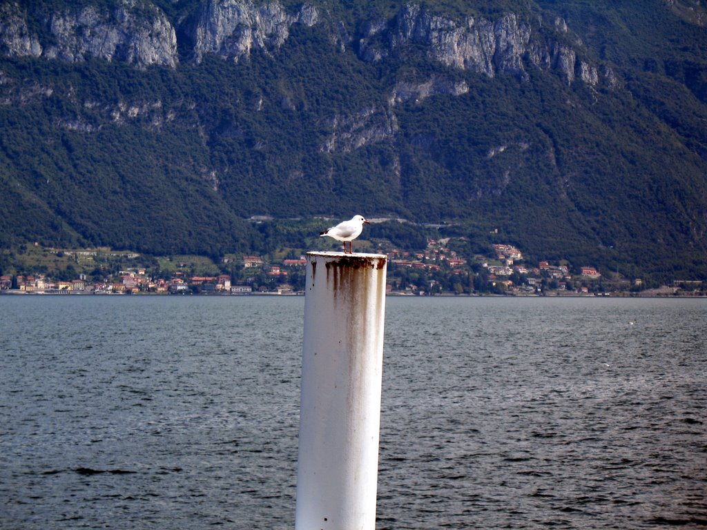 Gabbiano porto menaggio by TB21