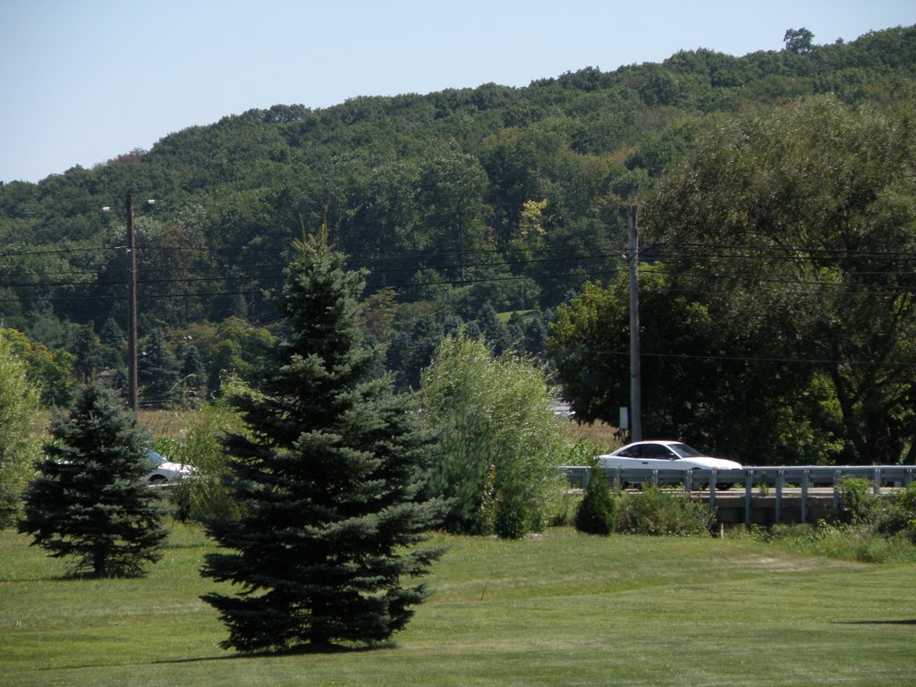 Evergreen Trees In New Jersey. by MrNAASSIR