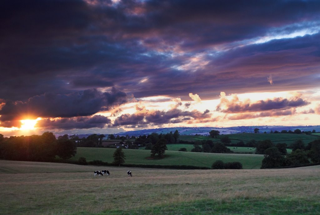 Clutton Cows by CL-Photography