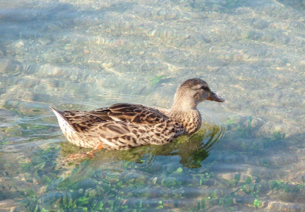 Patito y no precisamente feo. by Epi F.Villanueva