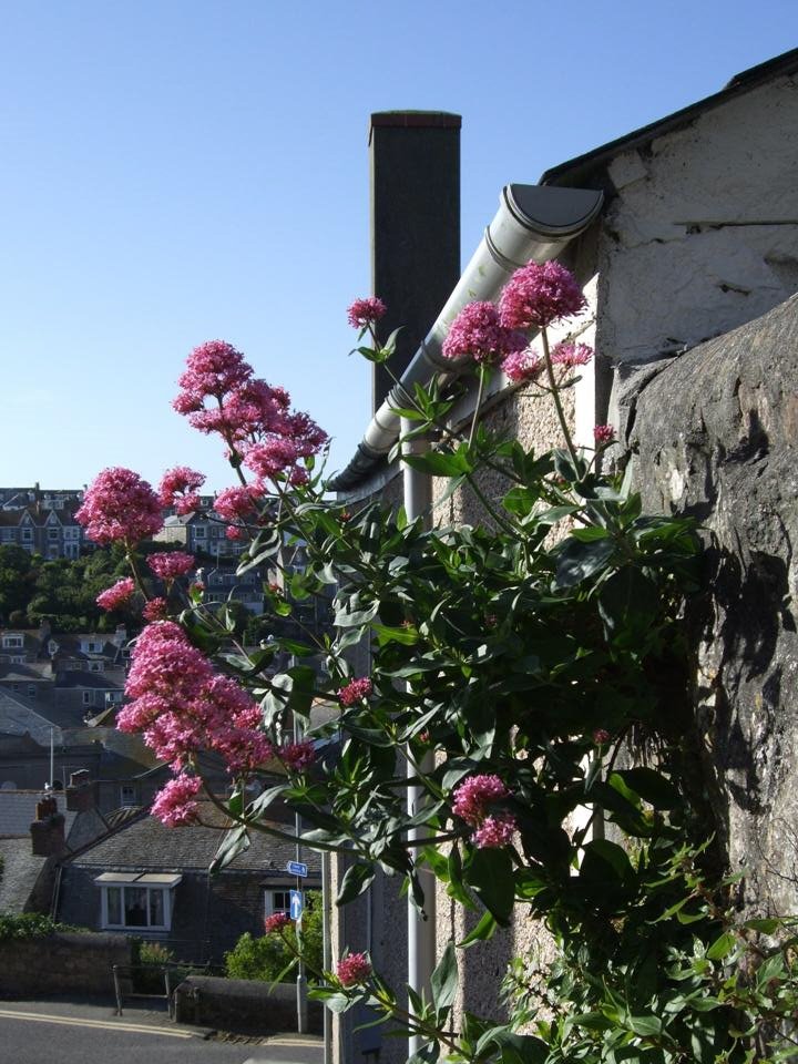 Saint Ives/ Tregenna Terrace by ibes