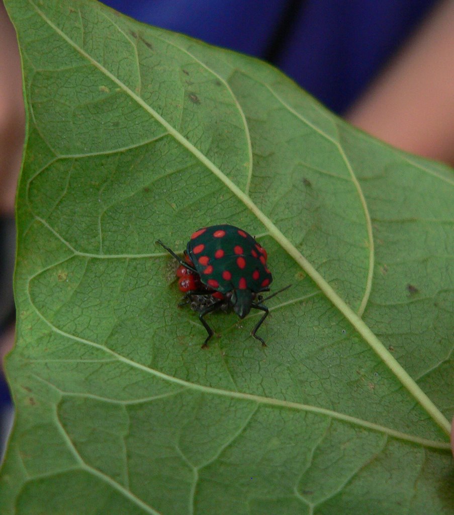 A mother beetle protecting her babies by thor☼odin™