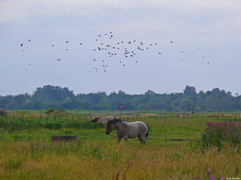 Wild Horse @ Reersö © by Sunpixx by Sunpixx