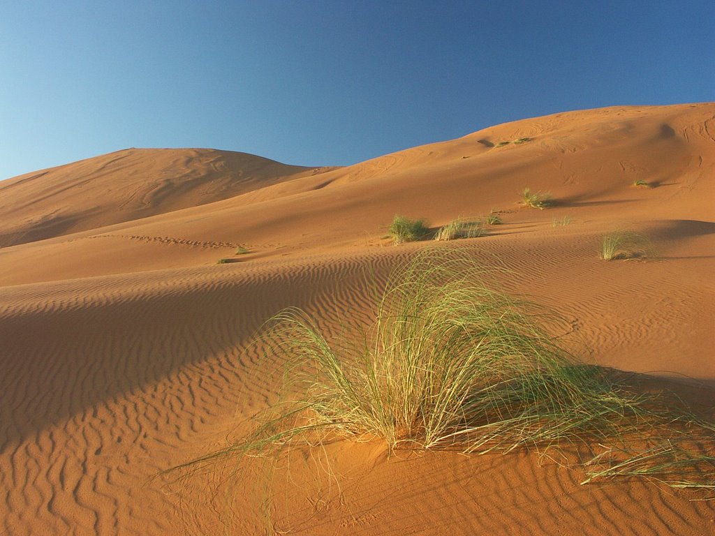 Erg Chebbi dunes by Vojta Srejber