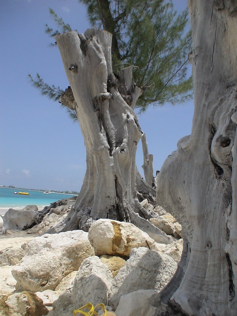 TREE ON SEVEN MILE BEACH by wmcc