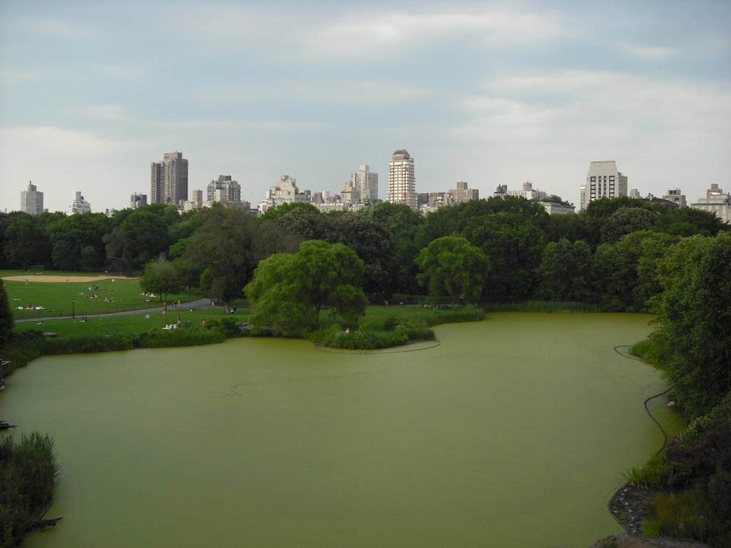 Turtle Pond by jenpost