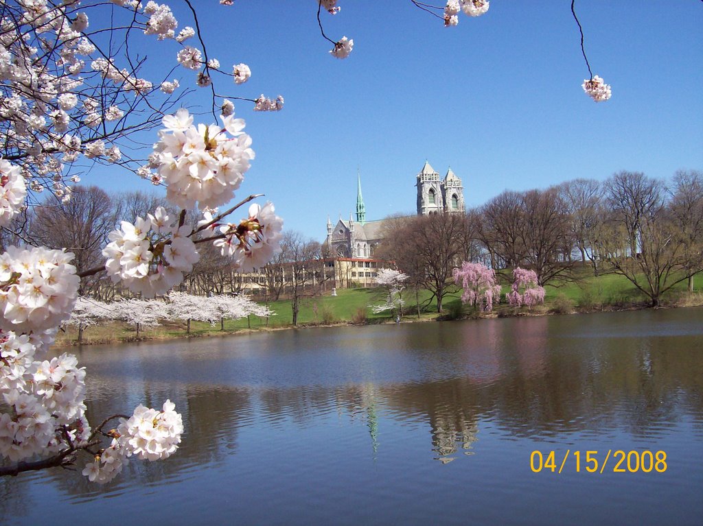 Cherry Blossom Trees at Branch Brook Park by afben