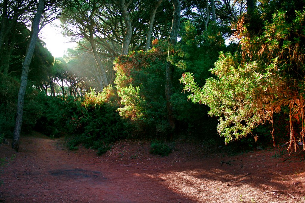 Pinos II. Pines II. by Jose Ramon el Bollo