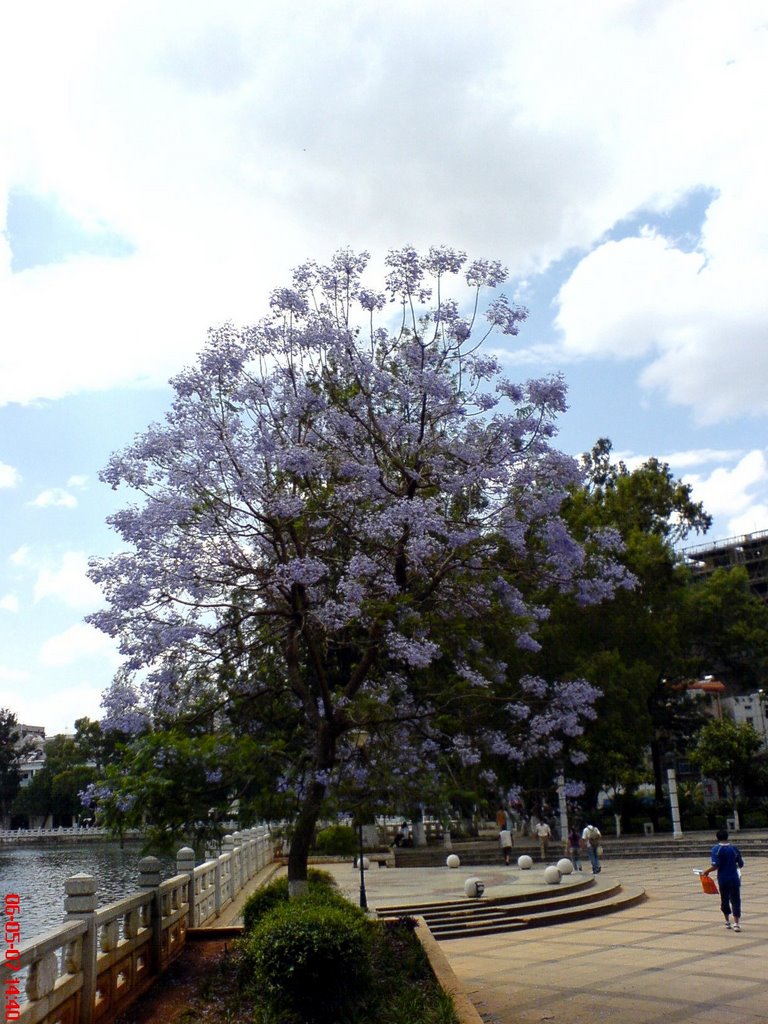 Purple flower at green lake park by how2say