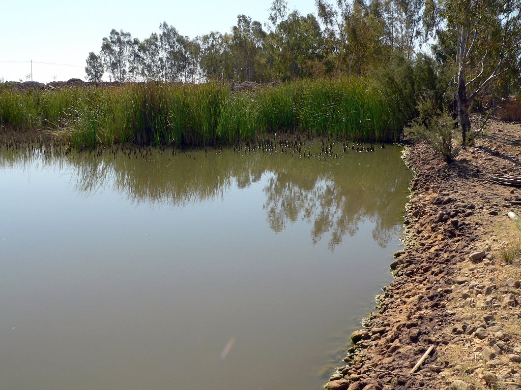 Madrigalejo, Laguna de origen extractivo con vegetación Palustre, Enea. by Jose Luis hernandez …