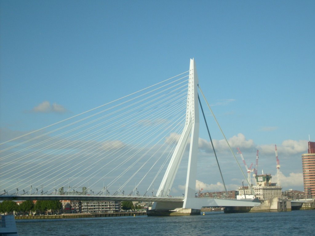 Erasmus Bridge by Woodruff