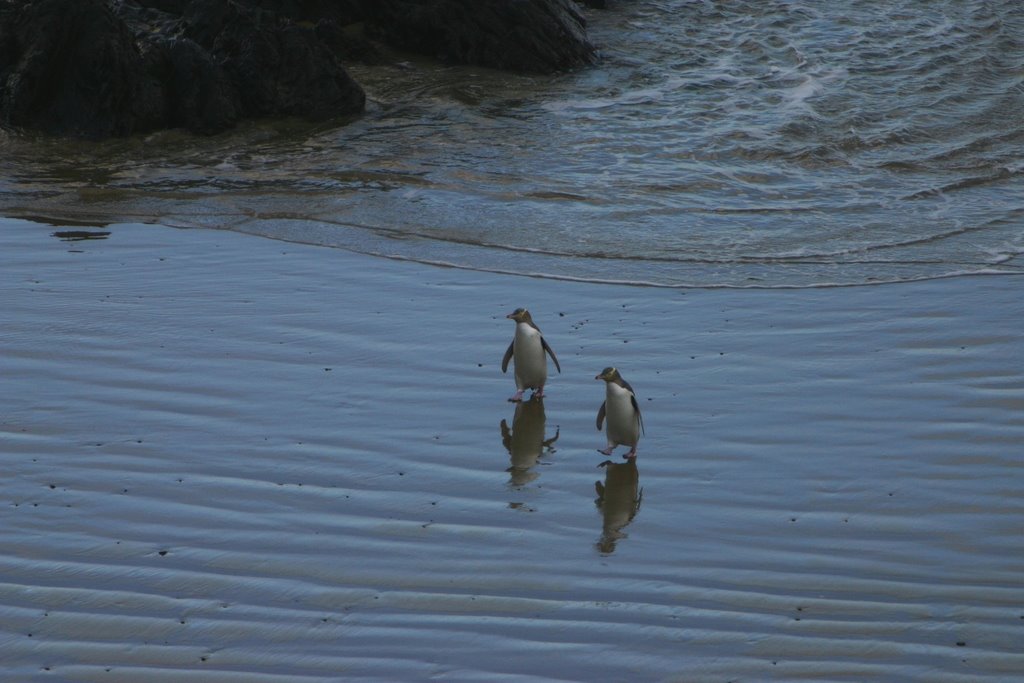 Rare Yellow Eyed Penguins Coming Ashore by Alex Young