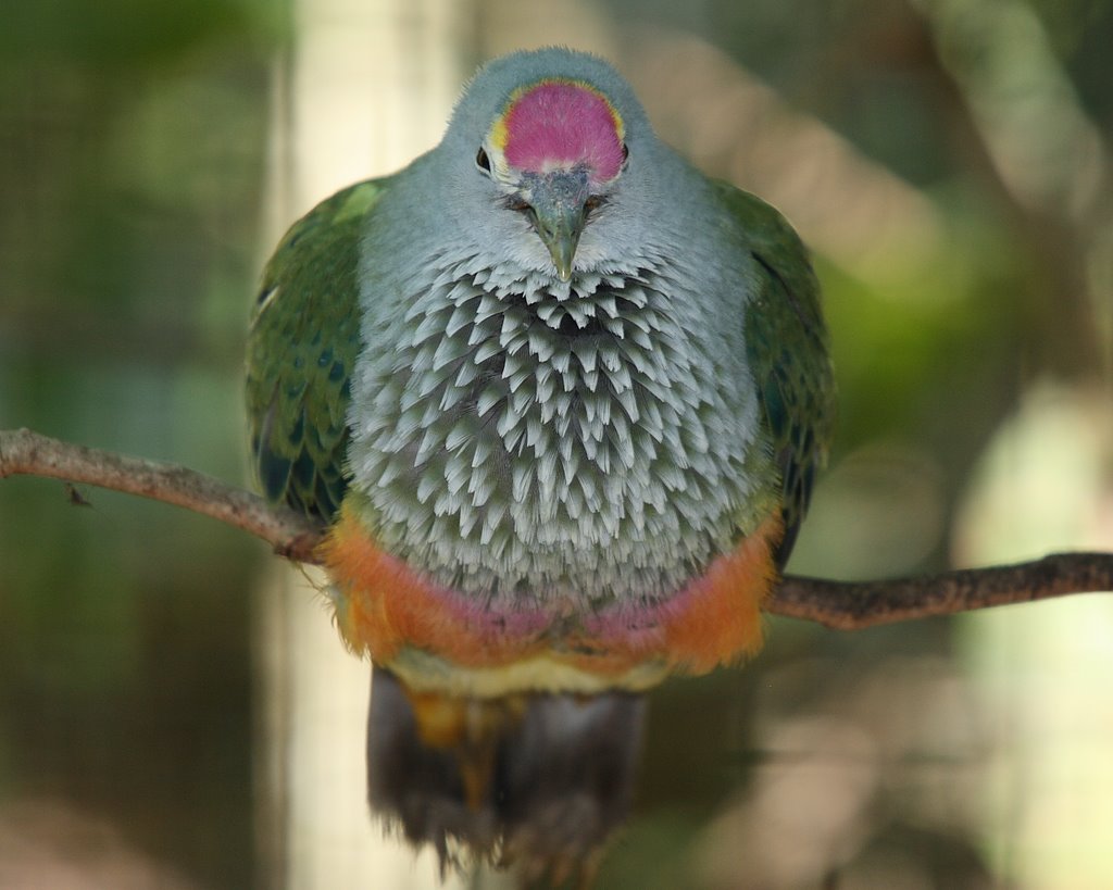 Rose-crowned fruit-dove (captive) by Marthijn de Kool