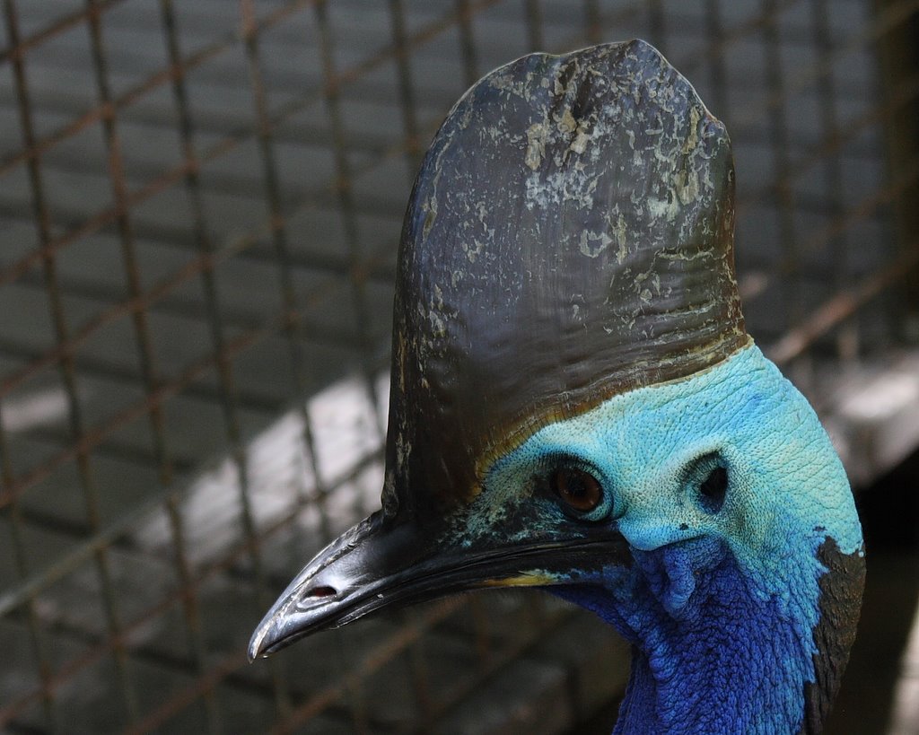 Cassowary (captive) by Marthijn de Kool