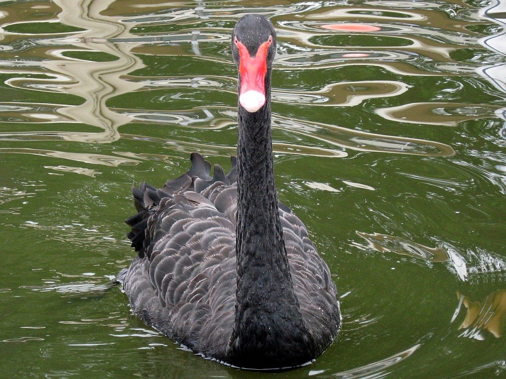 Wer kennt diesen Schwan nicht? Das Tier, welches sich zunächst einmal in ein Tretboot auf dem münsterschen Aasee verliebt, mittlerweile aber auch einen passenden Partner gefunden hat. Petra ist selbst in amerikanischen, japanischen und chinesischen Zeitungen abgebildet worden. Sie ist mittlerweile so handzahm, dass sie sich nicht nur streicheln lässt, sondern, wenn ihr danach ist, Tretbootfahrer auf dem Aasee zwickt, damit man sie streichelt und den ihr gebührenden Respekt erweist. by RaiVerm