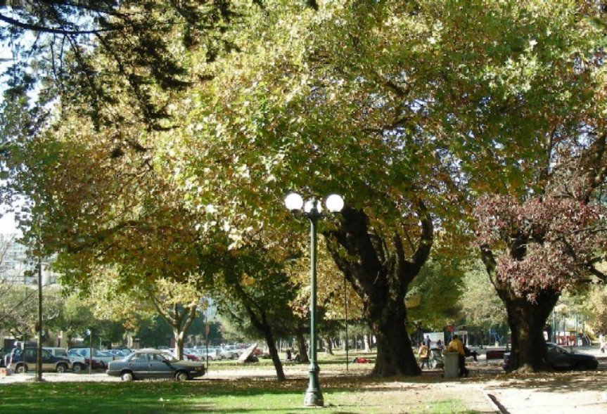 Arboleda del Parque - Pq. Ecuador by Alfredo Boettiger