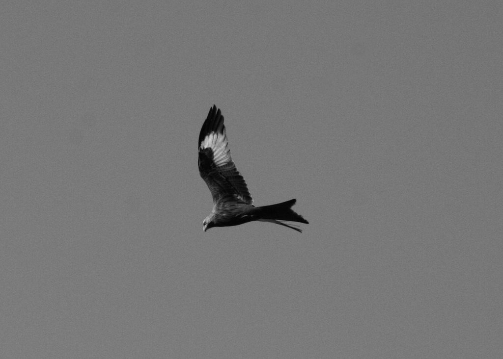 The Red kites at Harewood by lazarous_666