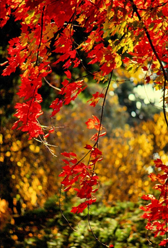 Vancouver color by Tom Sellek