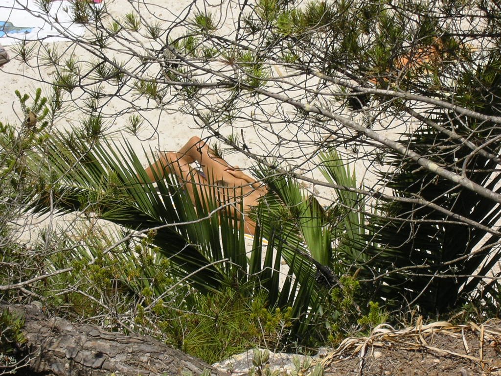 Minorca tra le palme by bm03