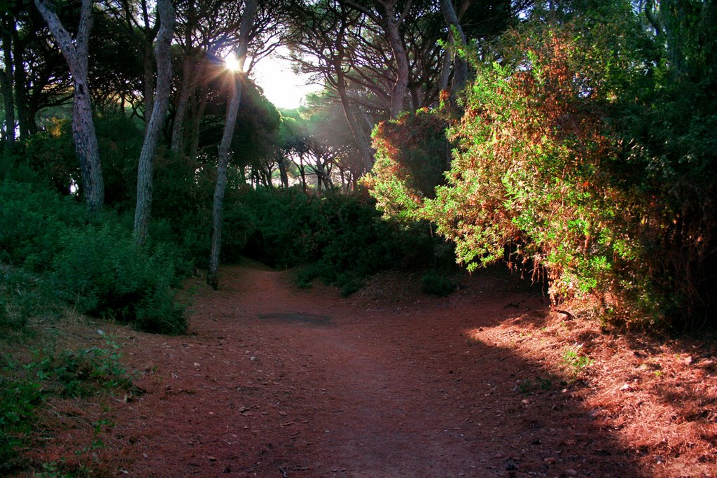 Pinos IV. Pines IV. by Jose Ramon el Bollo