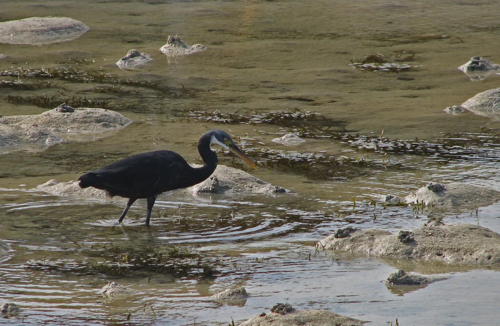 Airone schistaceo (Egretta gularis) by Sergio Porro