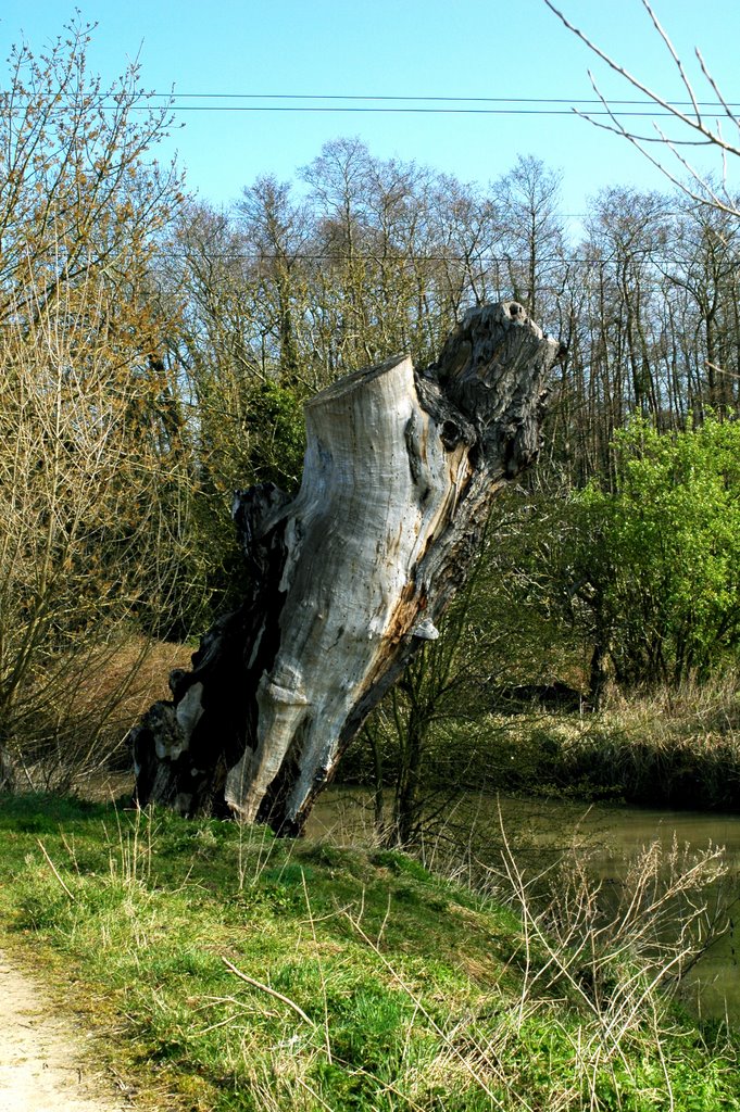 Souche sur l'Orge by miroslaw.klimczak